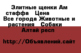 Элитные щенки Ам.стаффа › Цена ­ 25 000 - Все города Животные и растения » Собаки   . Алтай респ.